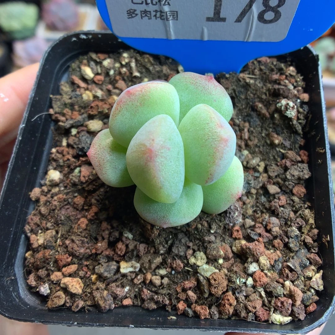 178灭心冰玉石化多肉植物