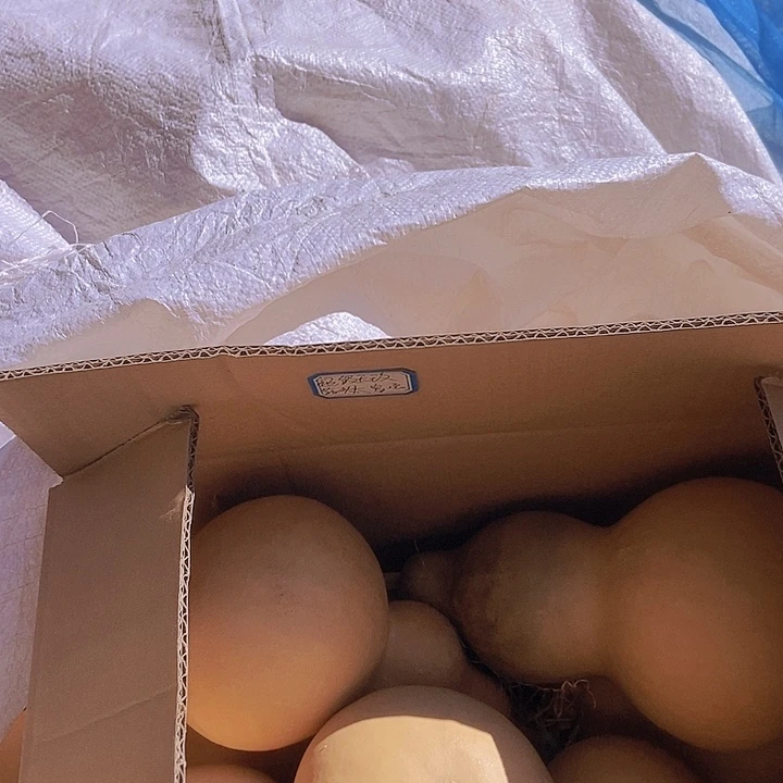 蒜头大宝宝恭喜发财