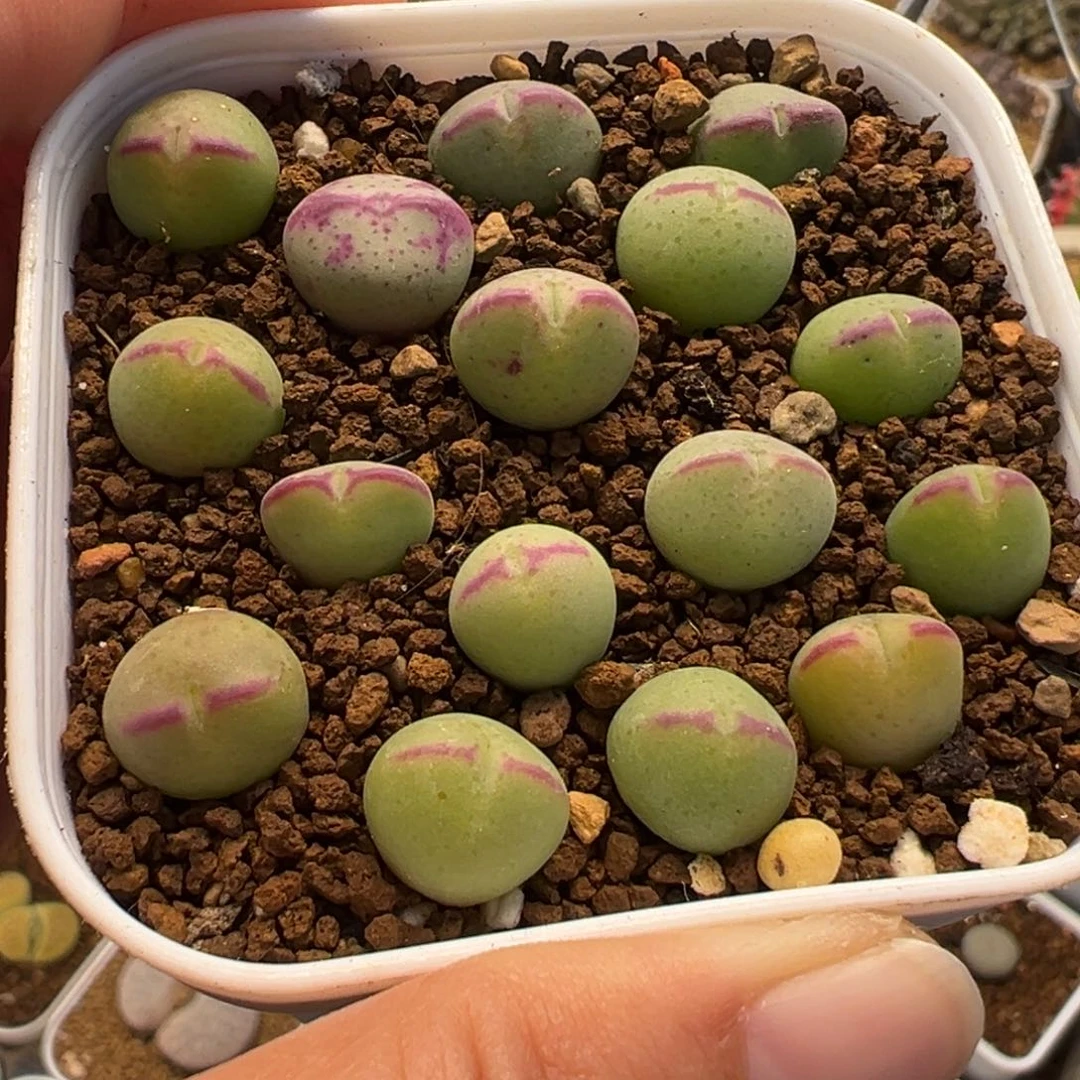 153多肉植物种类多样