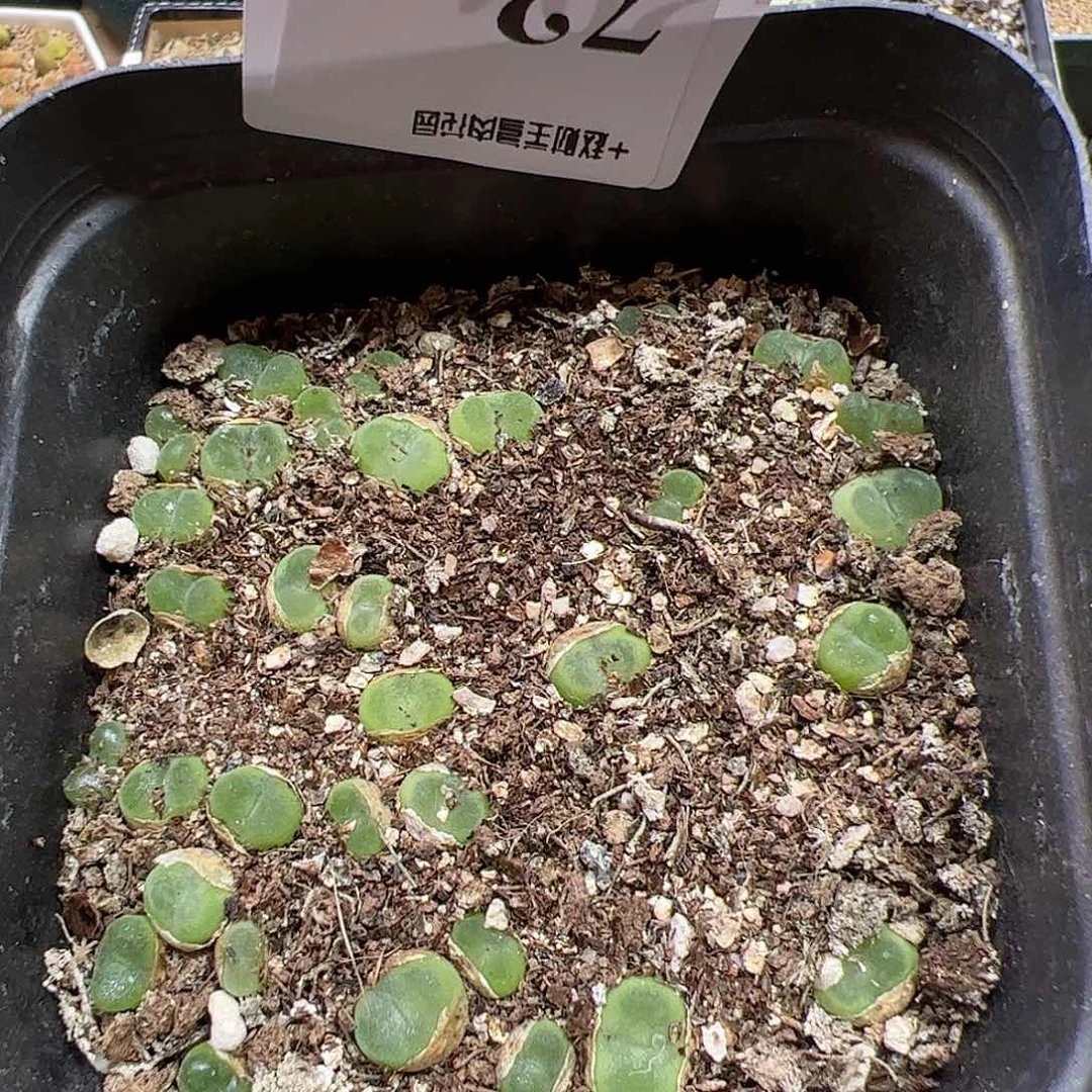 【闪购商品】72 水晶鞋