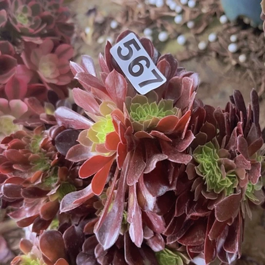 淡***妆多肉植物一个