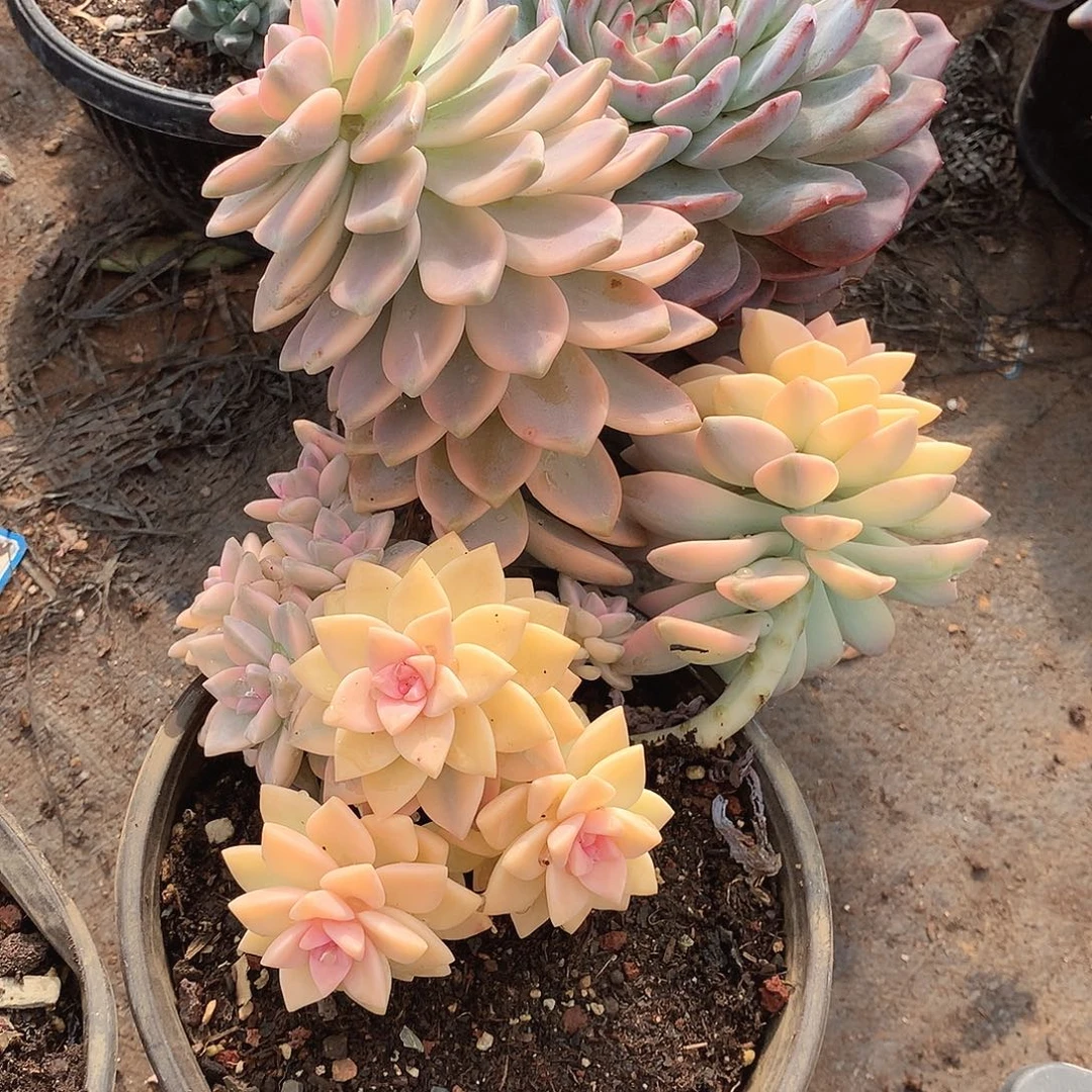 487淡雪锦一物一拍多肉