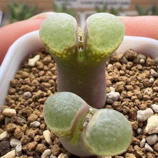 1453.9樱花风铃一颗21。