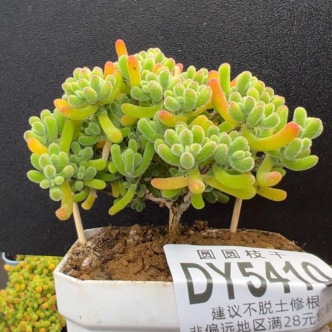 dy5410老桩小星星冠幅7.5cm