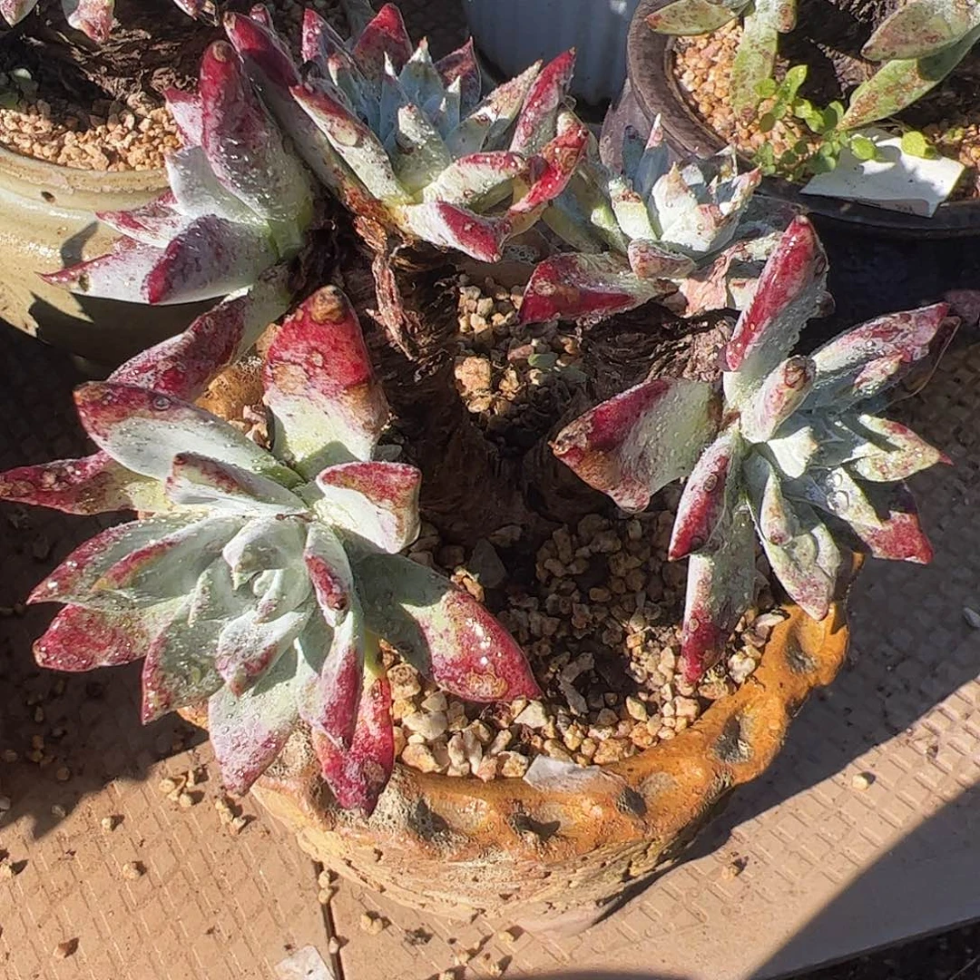 3941苹果叶杂交仙女杯