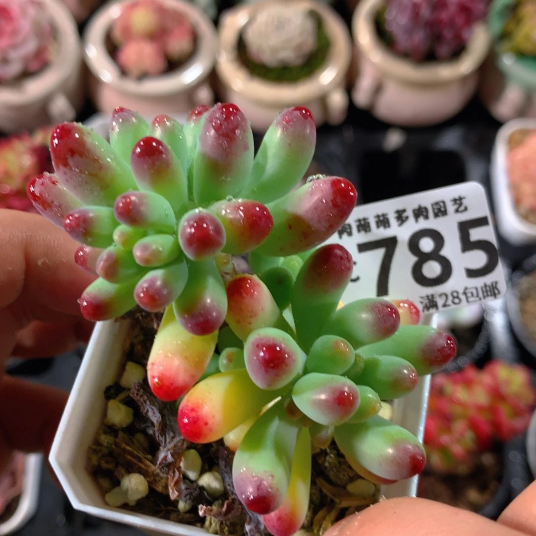 5CM拇指盆精控多肉ZC785
