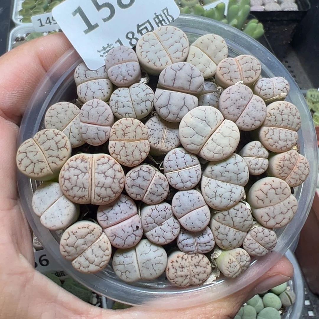 【闪购商品】158……