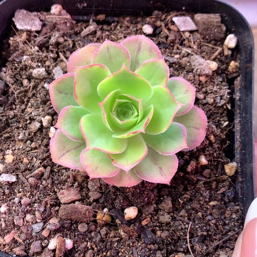 【闪购商品】恰****瓜1月会员与君共赏009