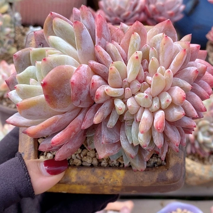 梦露缀 韩货精品