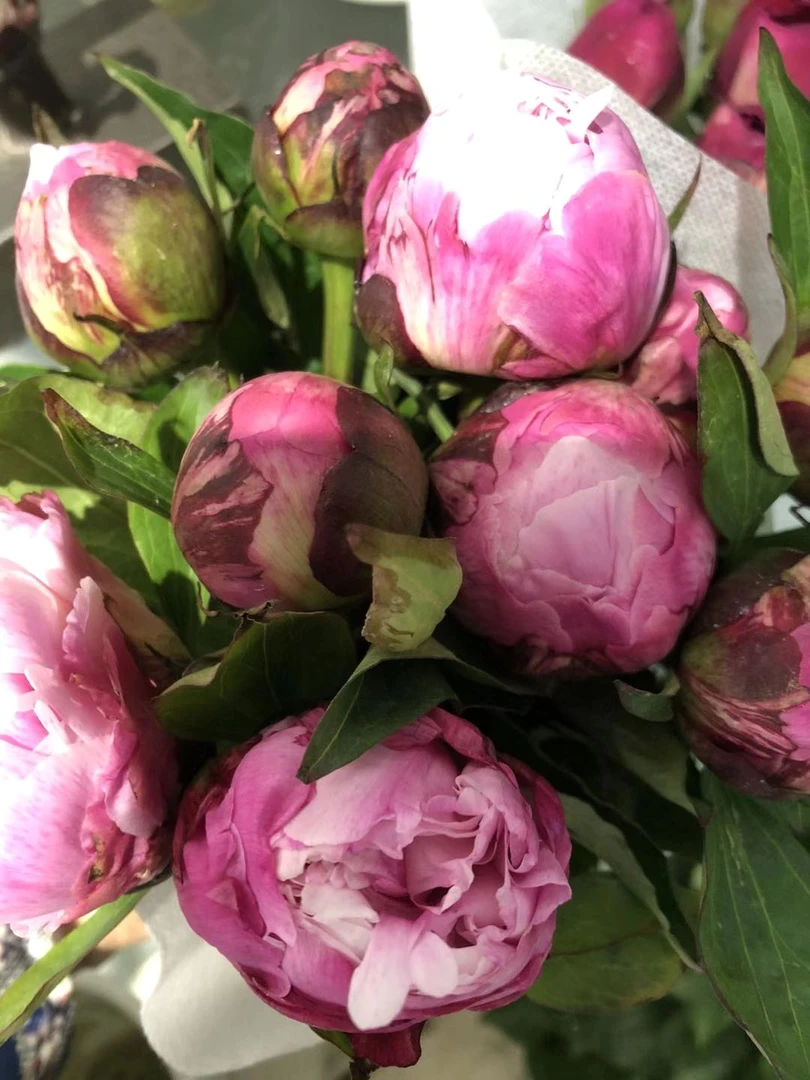 粉菱红花五支芍药