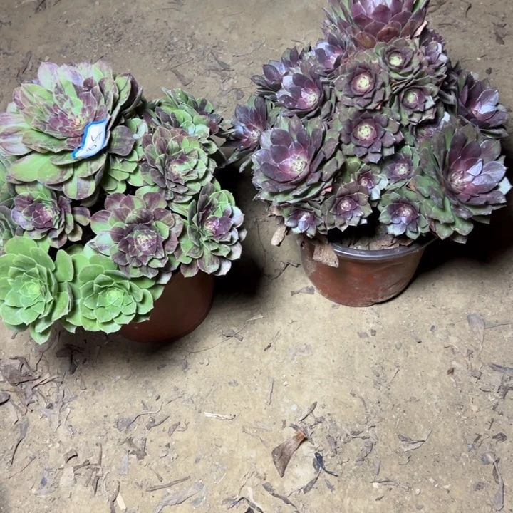 多肉植物两个法师58