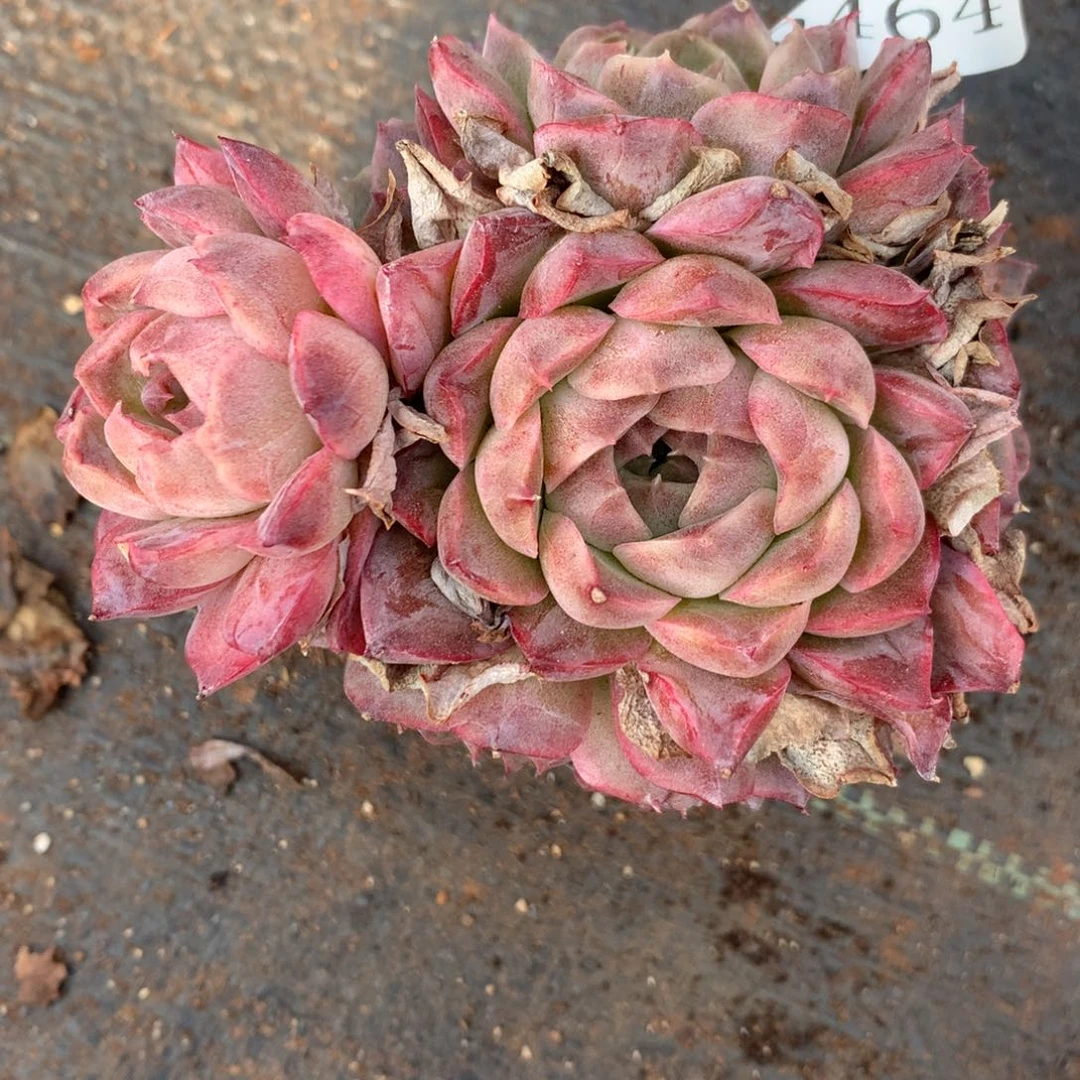 8464杂交多肉老桩