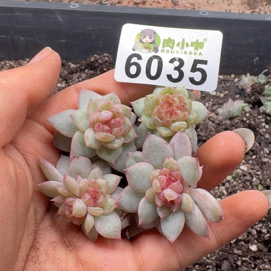 多肉植物多肉植物