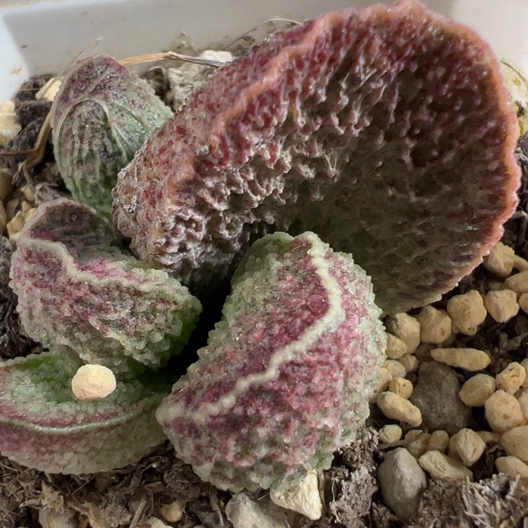 *****实生新品多肉植物水泡多肉植物水泡