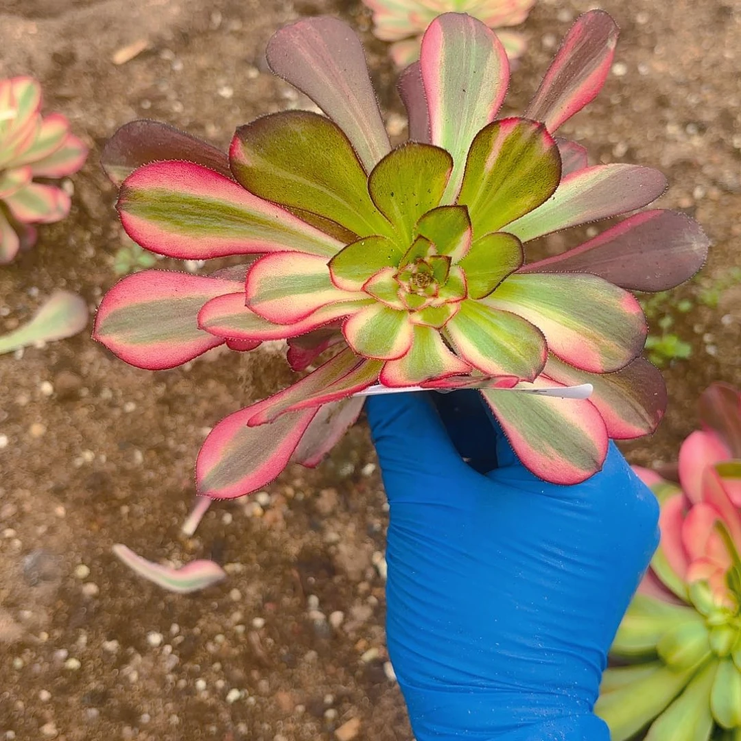 花蝴蝶多肉植物一号241