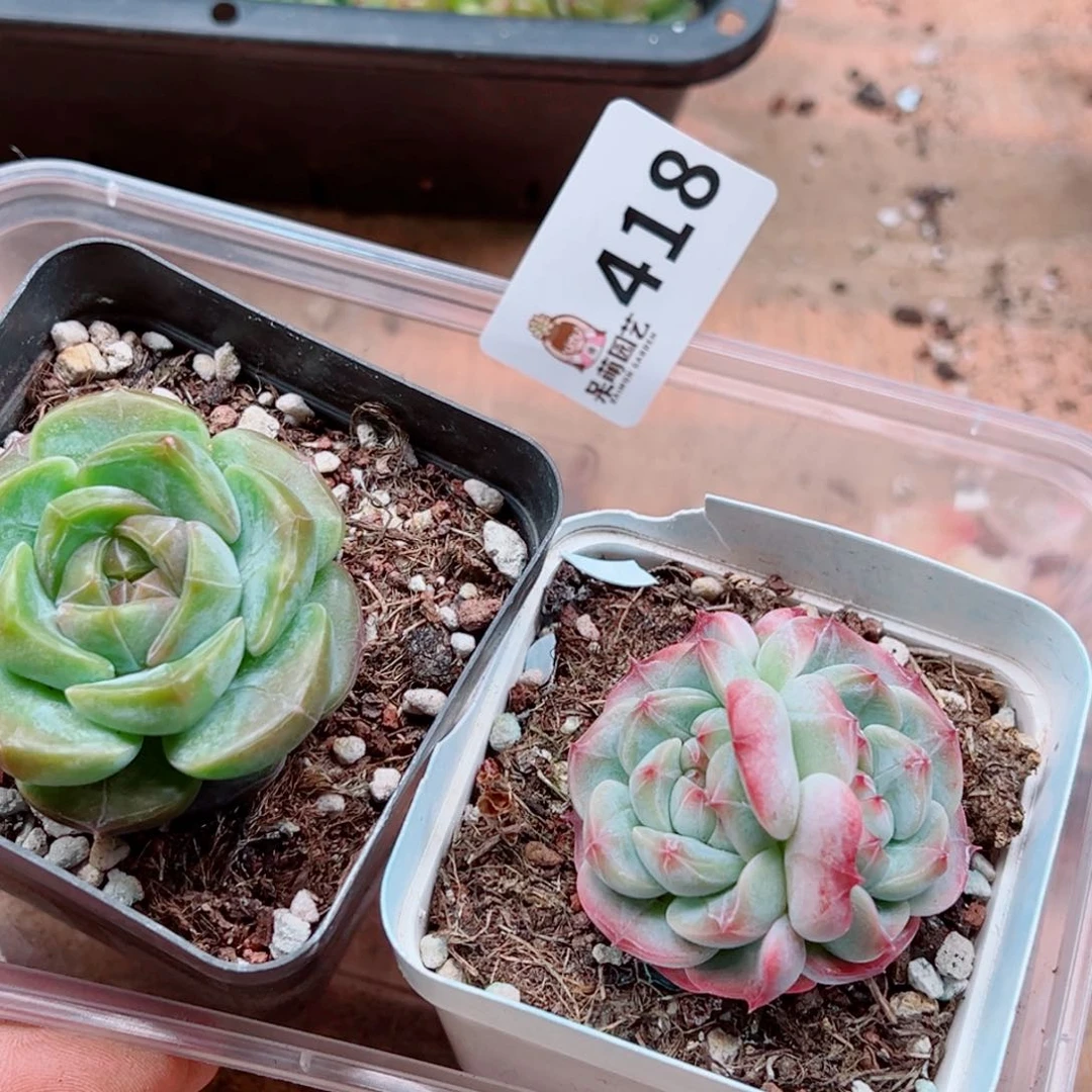 多肉植物多肉植物