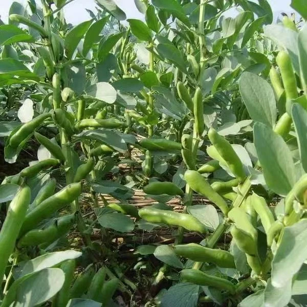 贵州露天种植蚕豆新鲜带壳罗汉豆胡豆兰花豆青豆应季蔬菜