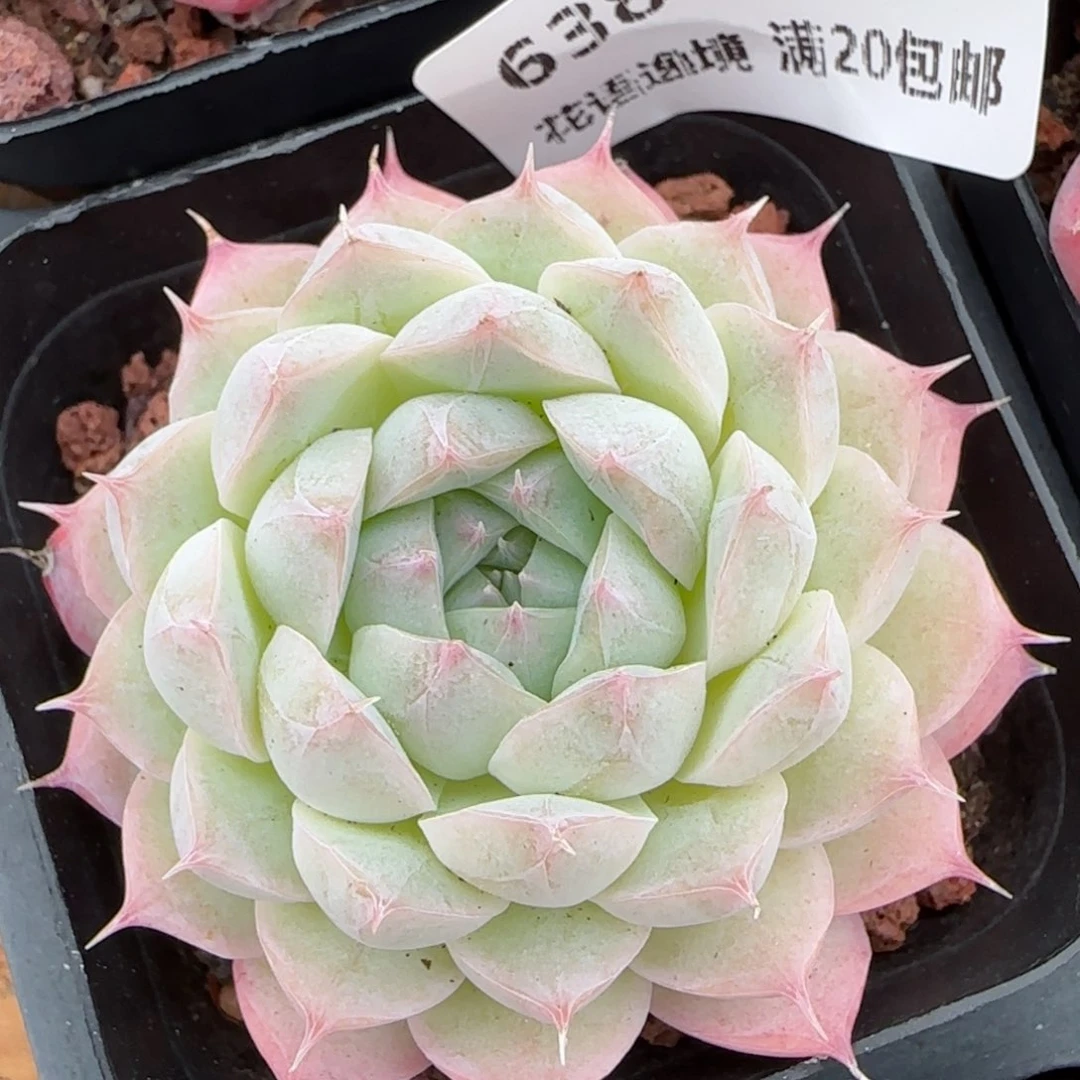 花语逸镜0204-638