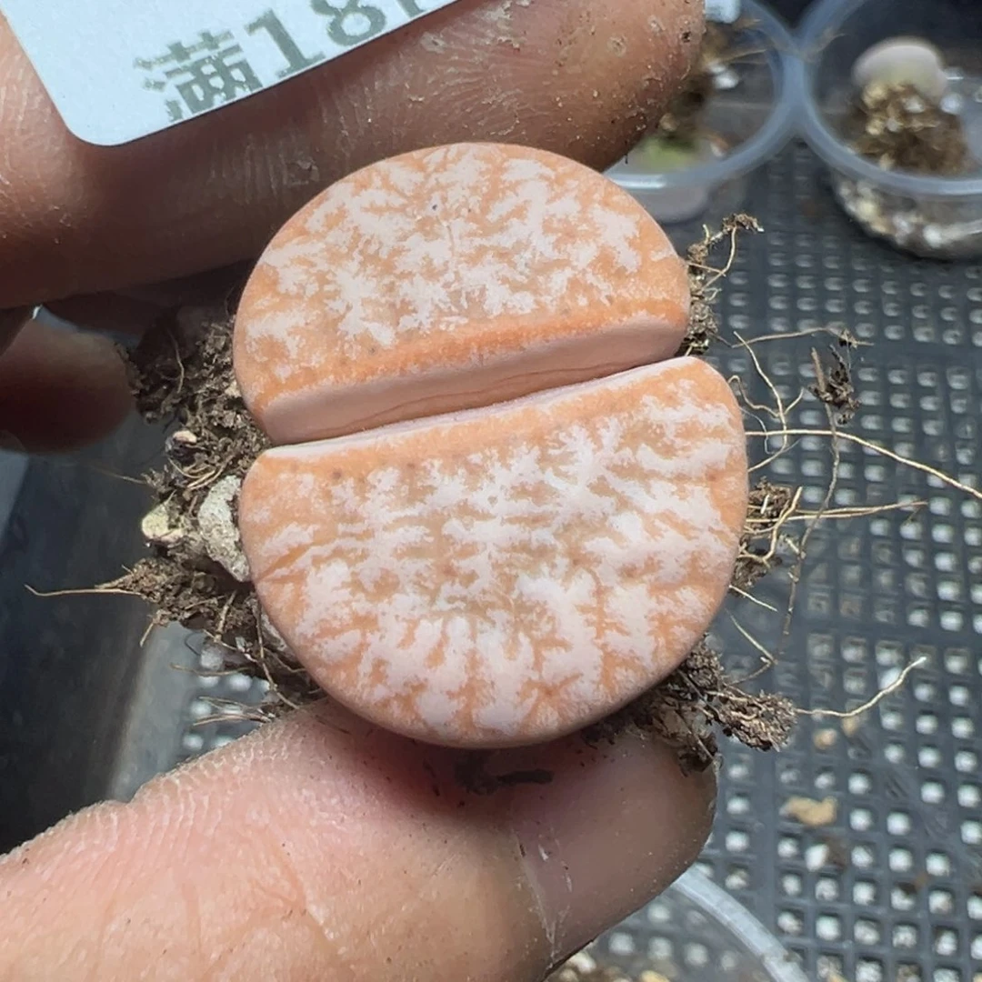 【闪购商品】 108。