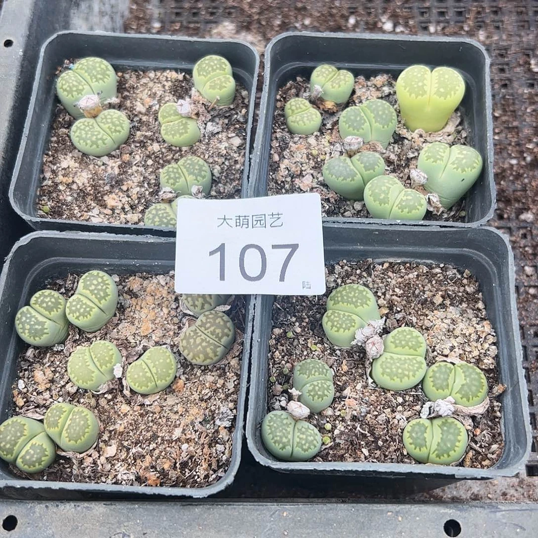 清框脱土发默认有疤。107