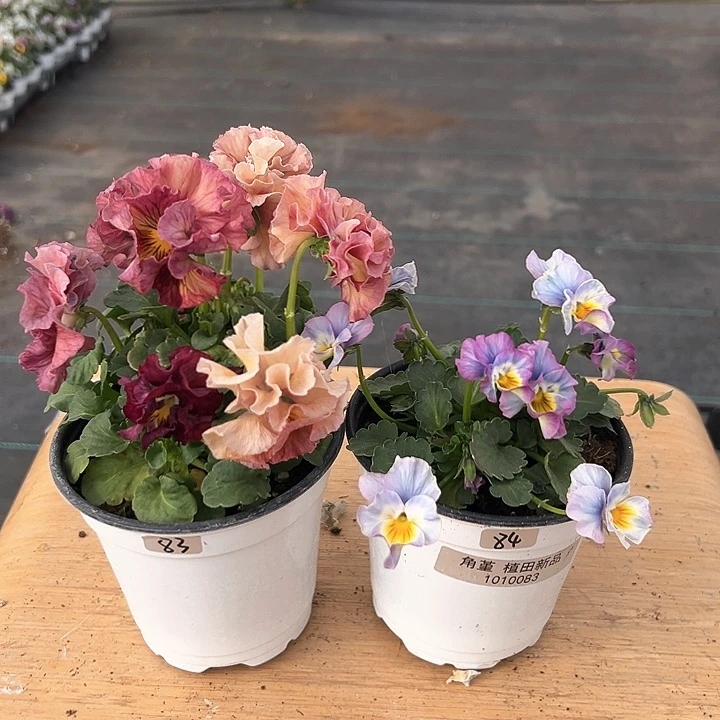 红陶抖音直播闪拍83-84