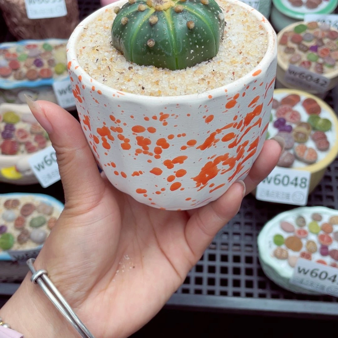 F****iw6051盆微瑕 带盆土发货一物一拍