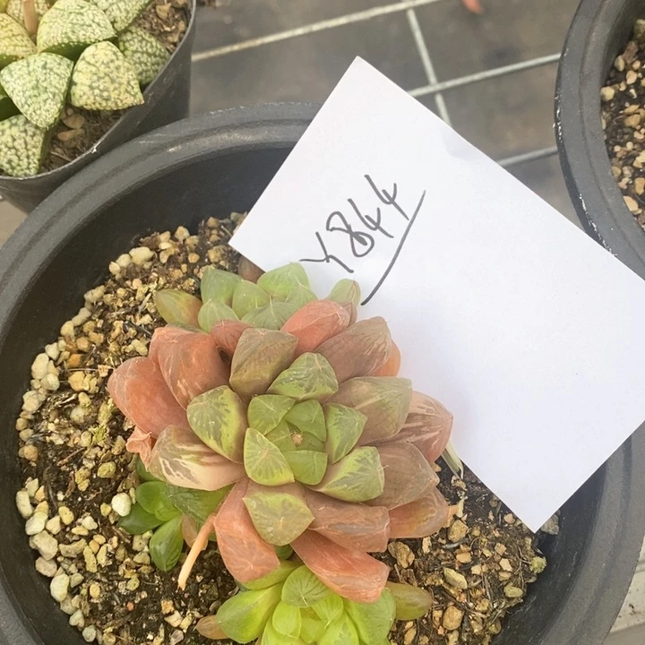 844。一颗苏州玉露锦。