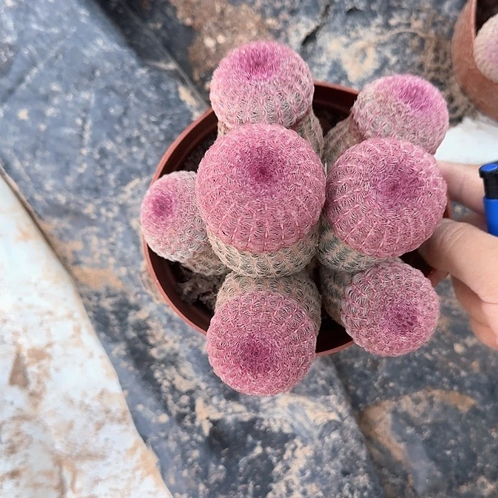 芳*哈哈哈哈哈哈哈哈