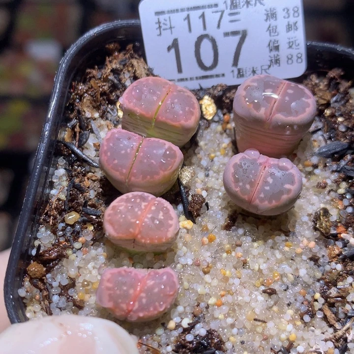 精品生石花117.107