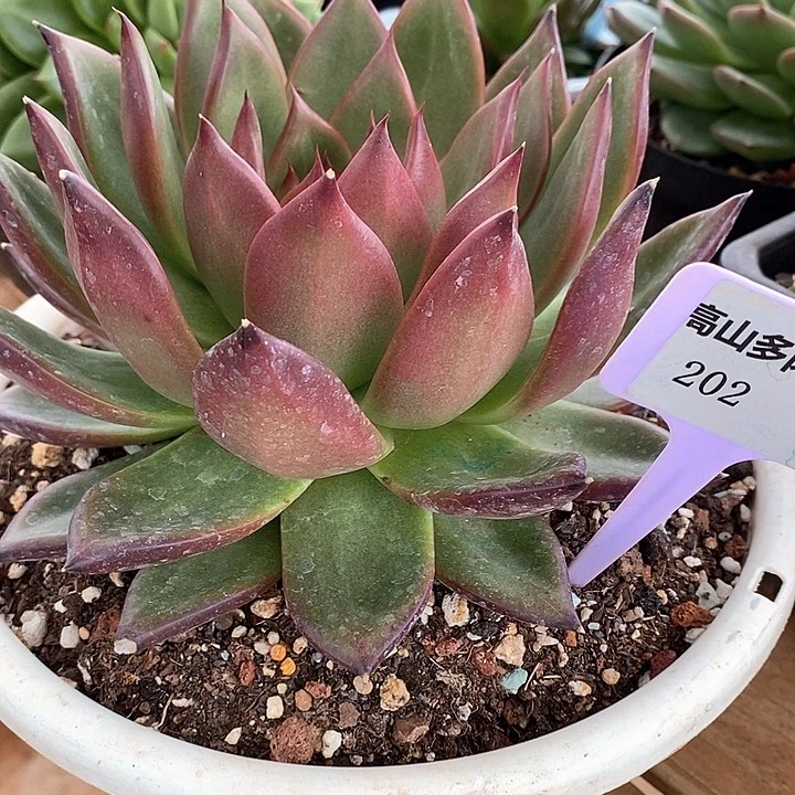 D202- 直播福利 摩根