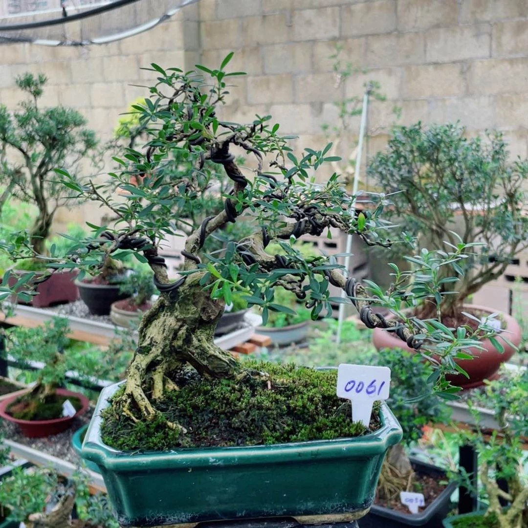 完全开放精品贵米黄杨