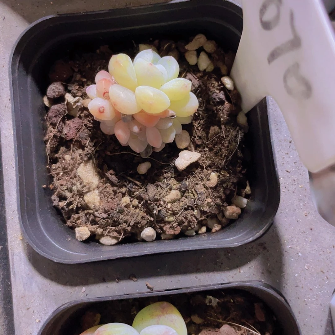 猫**儿冰玉w070一物一拍多肉