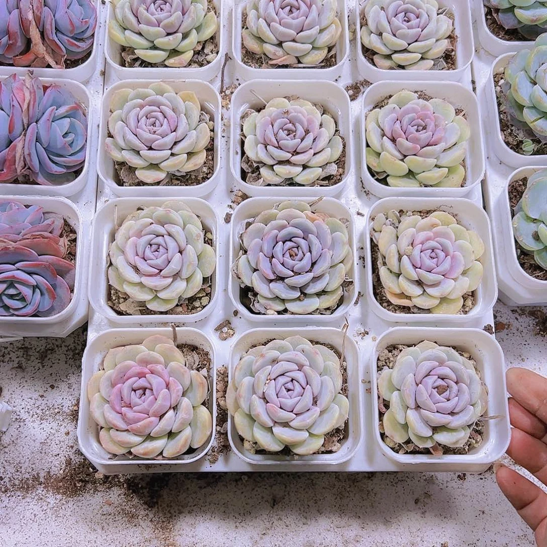 汉堡多肉植物19包邮