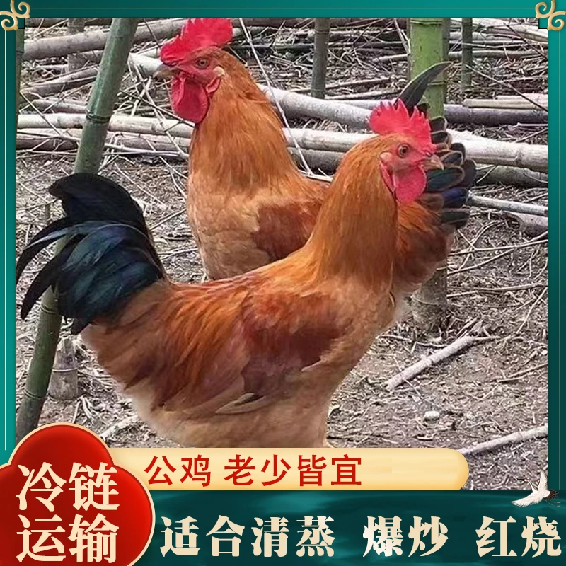 【2只公鸡】放养黄脚土公鸡肉质鲜嫩净膛 到手2只总净重6斤