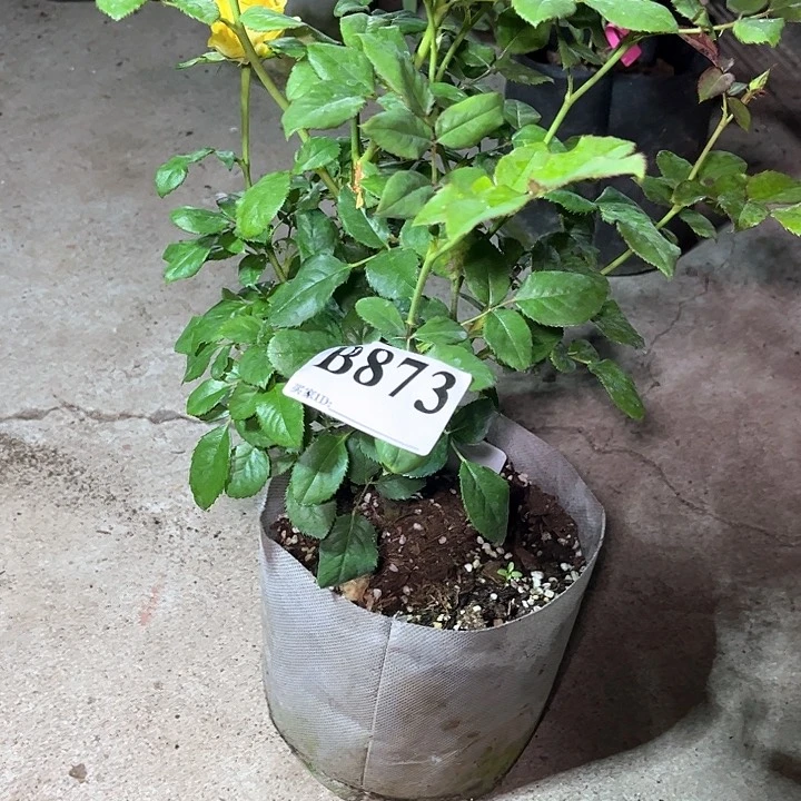 无花朵黄精灵873号