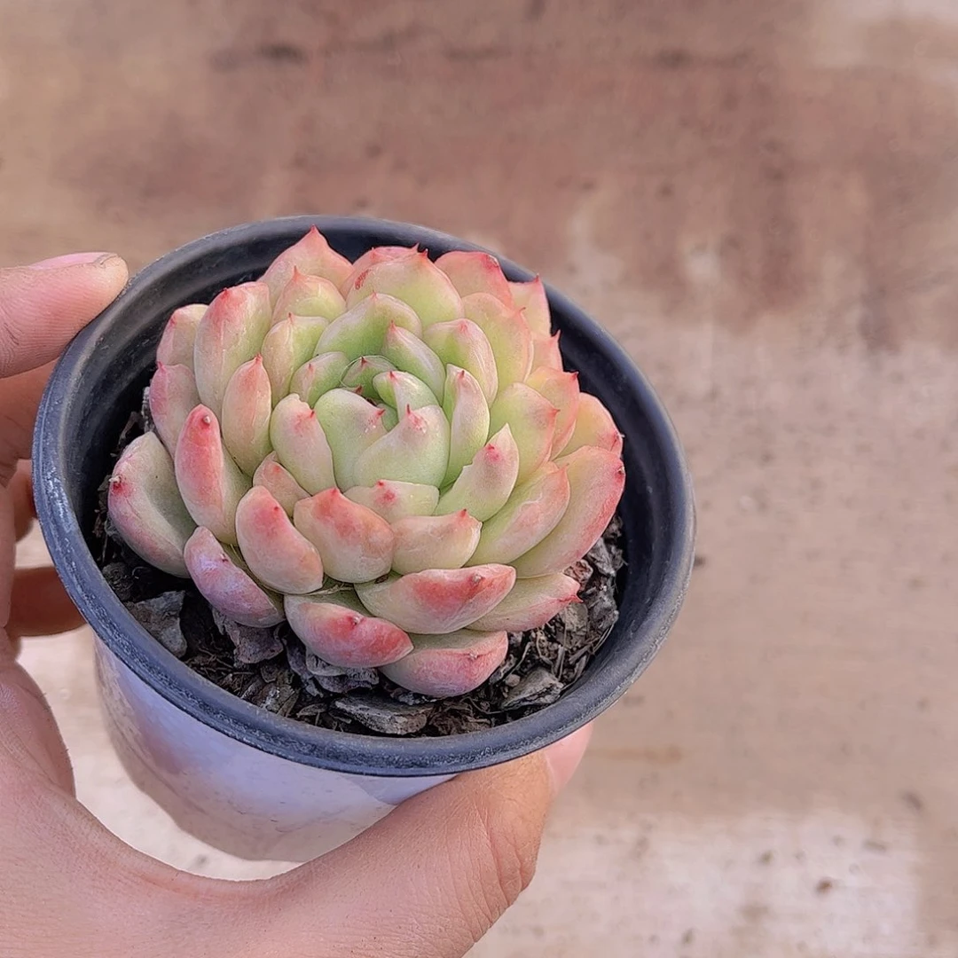 精***冰天氏多肉植物