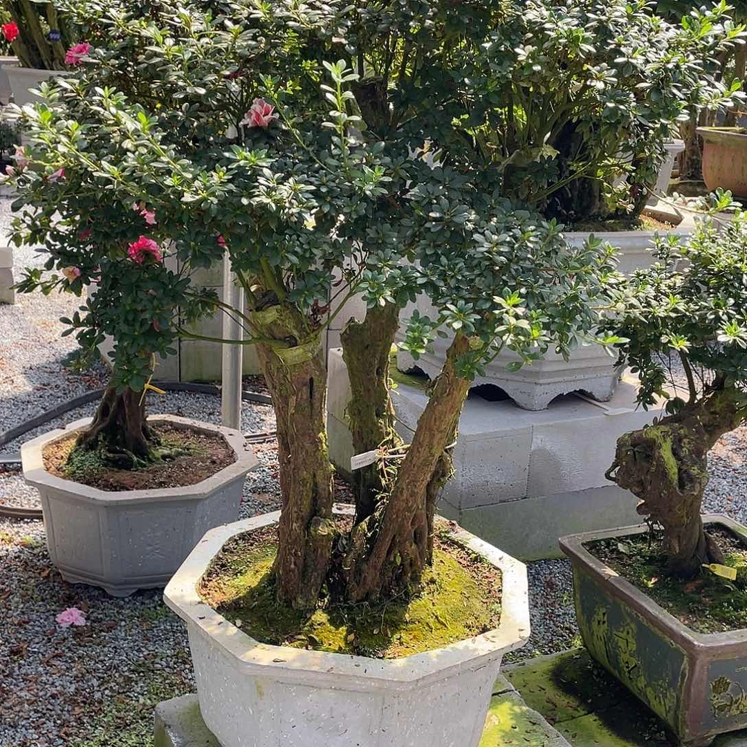 当前无花朵,栽培后可花朵行**水