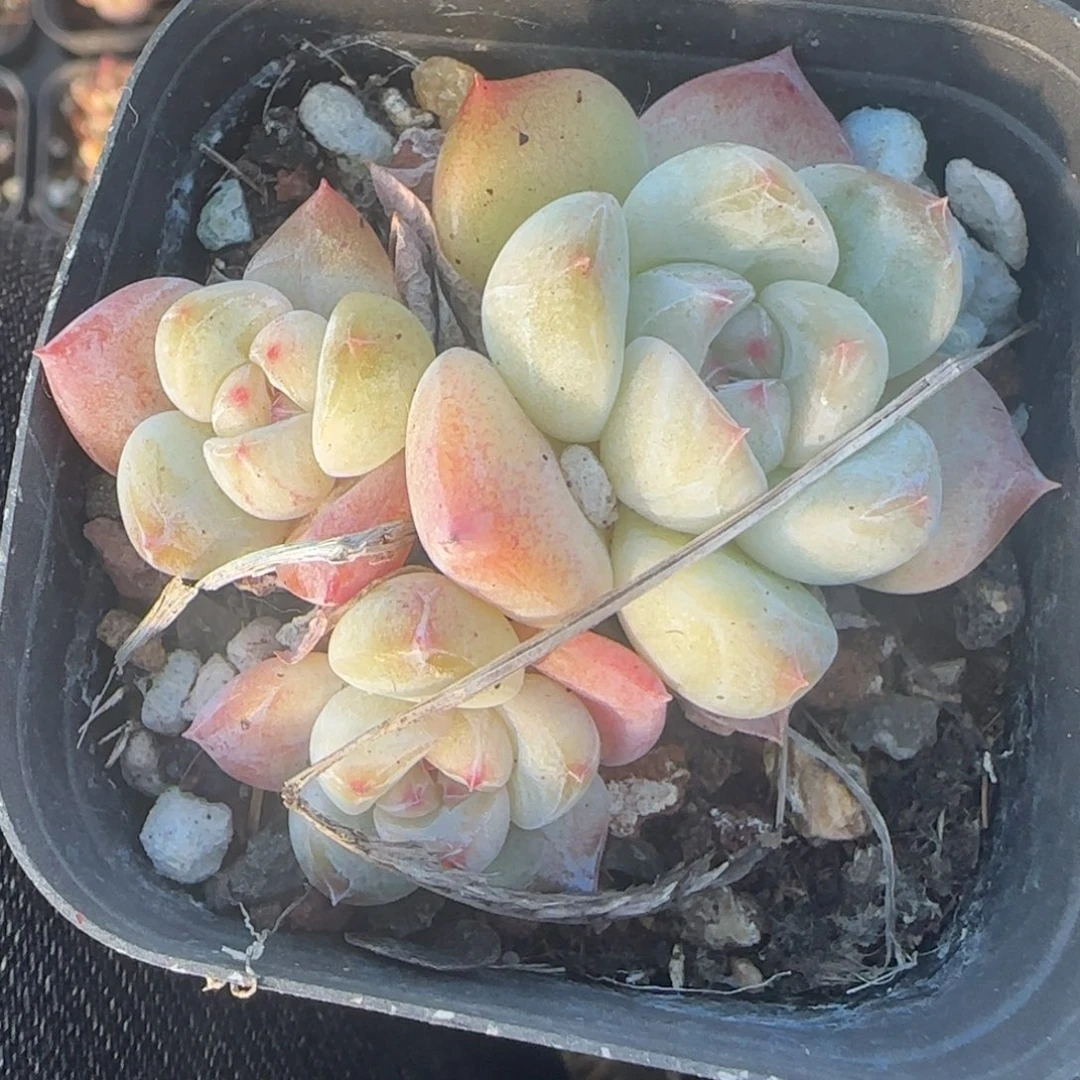 小卡拉米糖心一物一拍