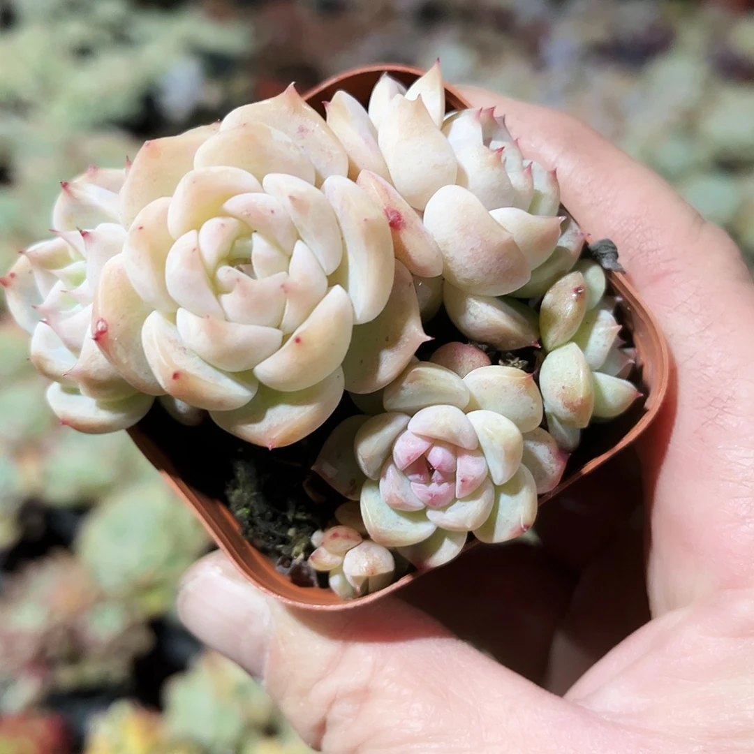 桃***夭124多肉植物提取萃取剂中