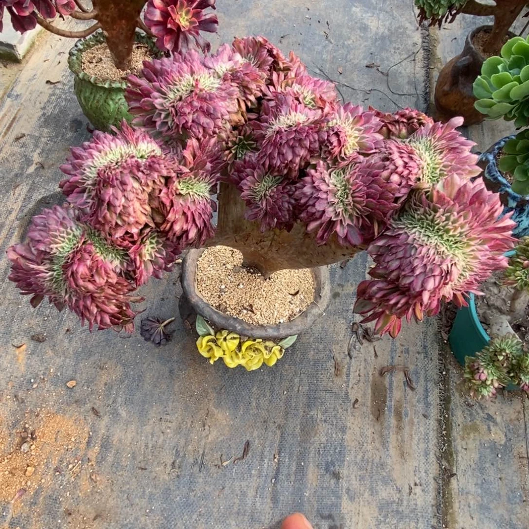 无花朵红铜壶超白