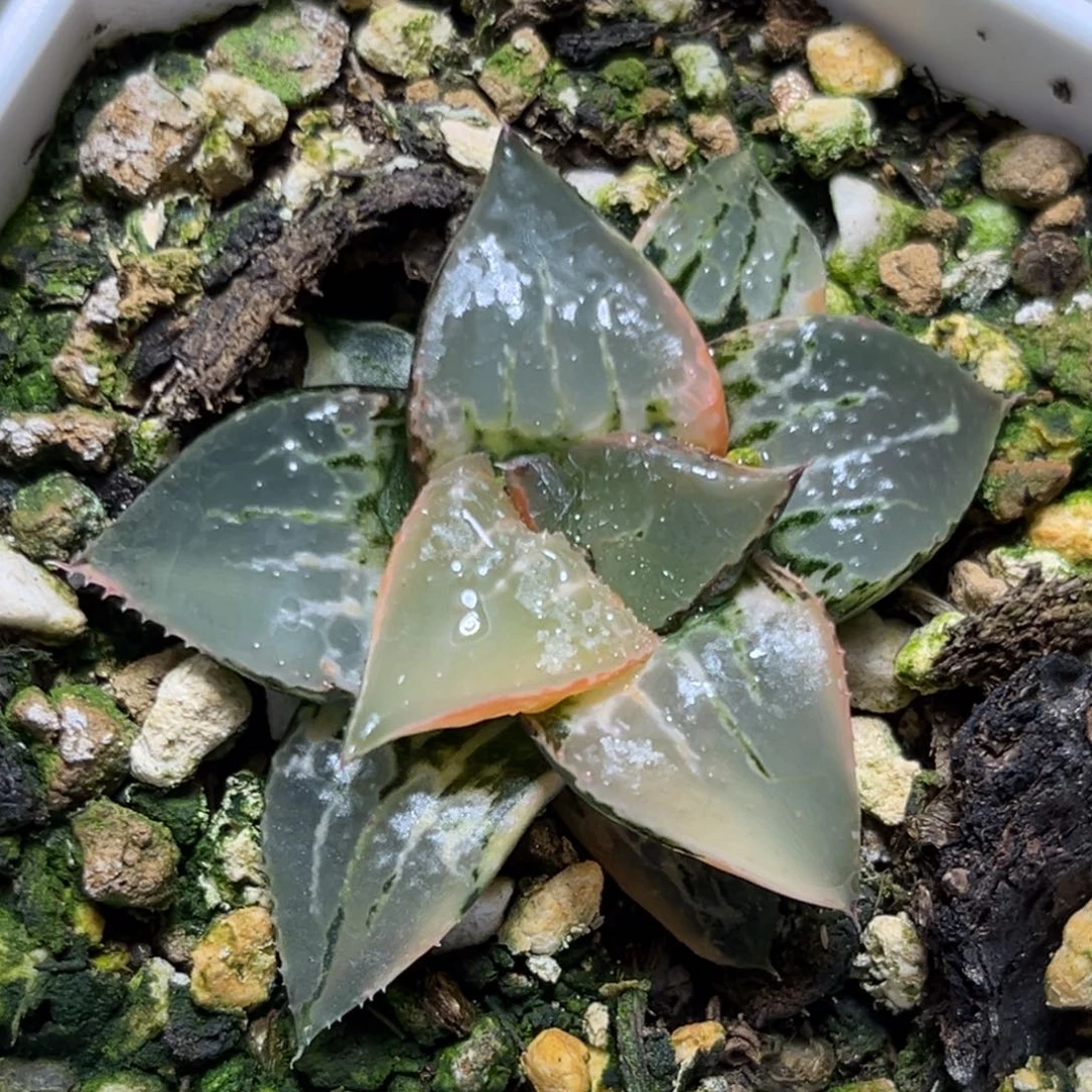 恭喜发财大吉大利0382