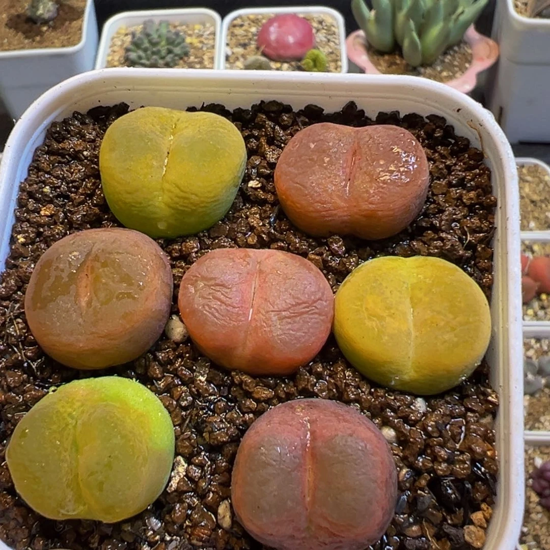 165多肉植物百科植物