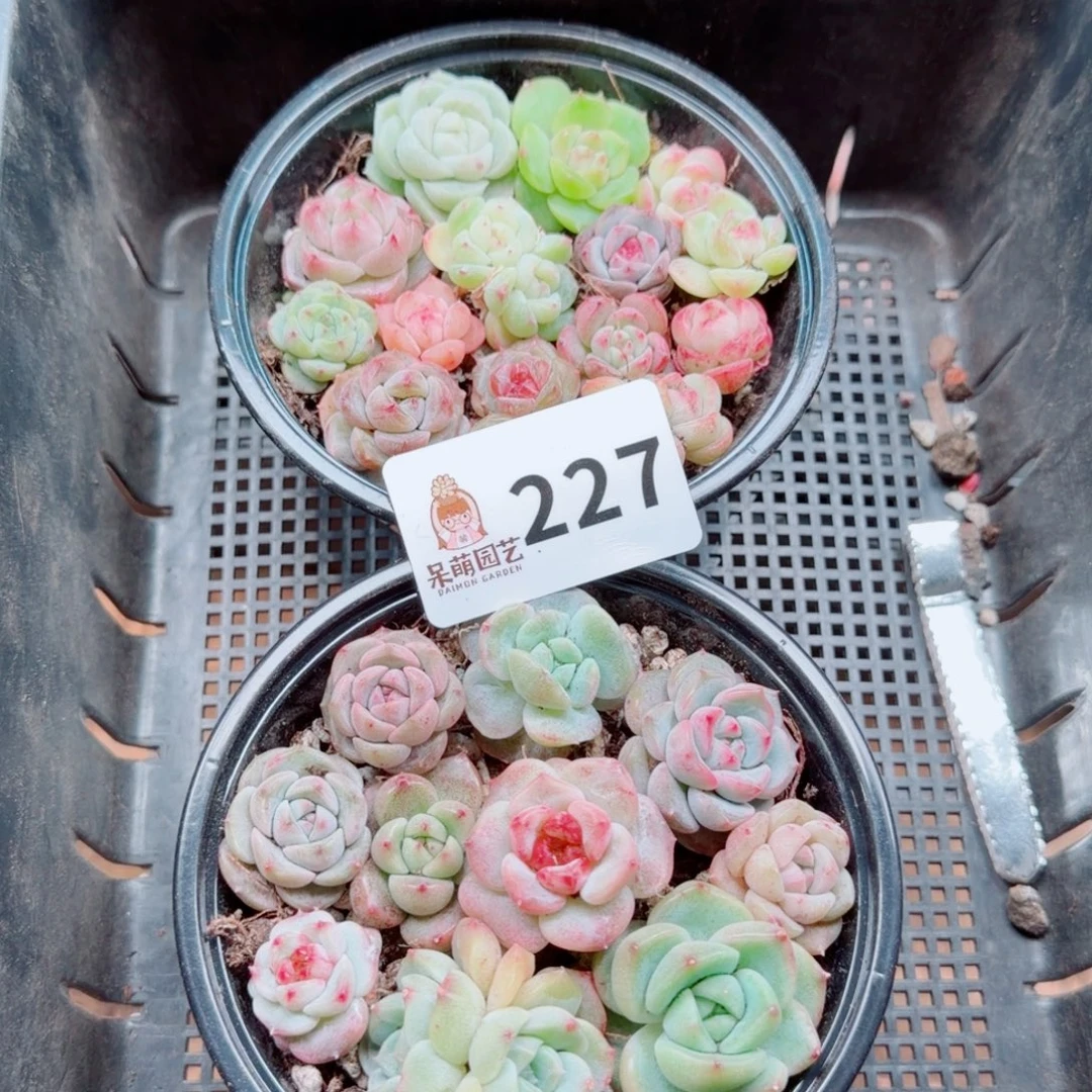 富***）多肉植物多肉植物