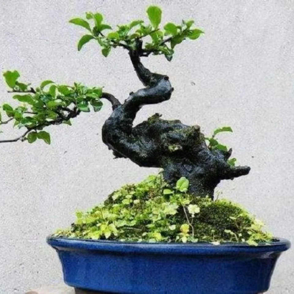 金弹子瓶兰花盆景素材