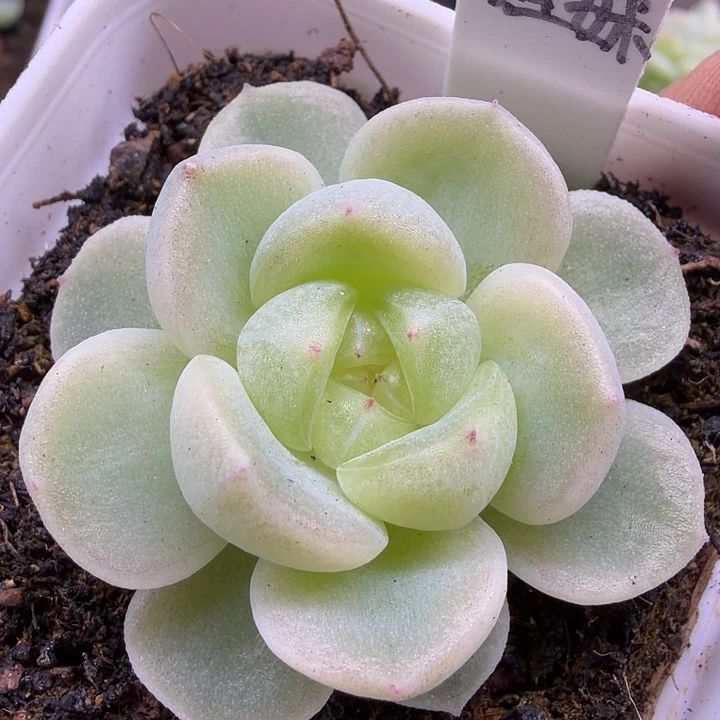 独家姐妹五公分盆口