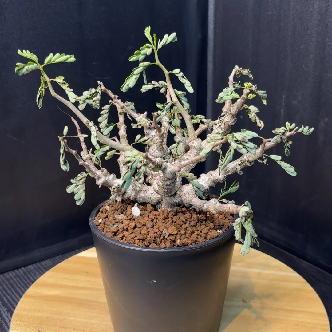 木?**怪  沙漠苏木带盆土