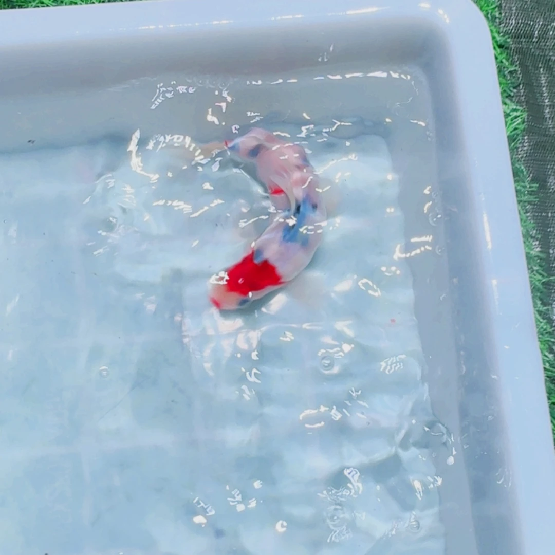 锦鲤血统锦鲤大放漏666