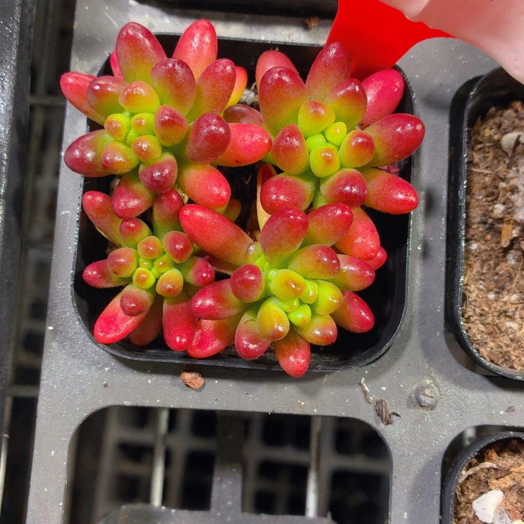 虹之玉多肉9.9包邮发货