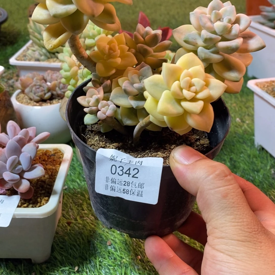 0342啊啊啊啊啊啊啊