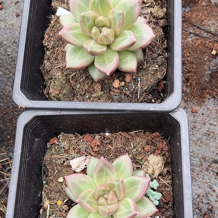 迷雾泡泡盆一起特